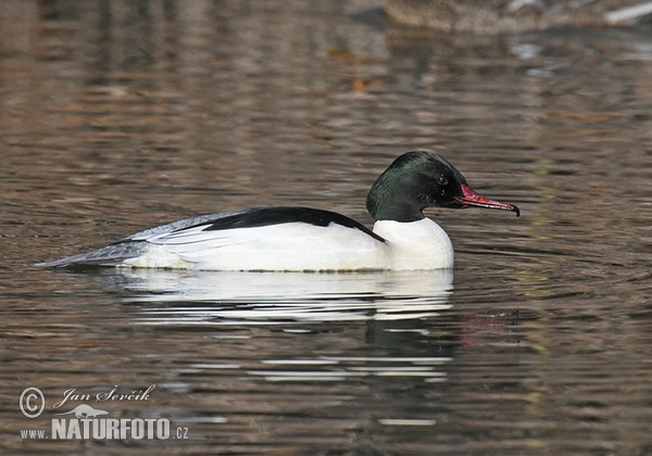 Morčák velký (Mergus merganser)