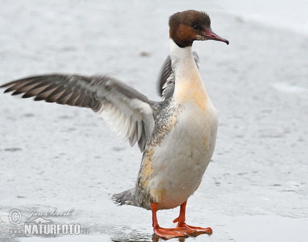 Morčák velký (Mergus merganser)