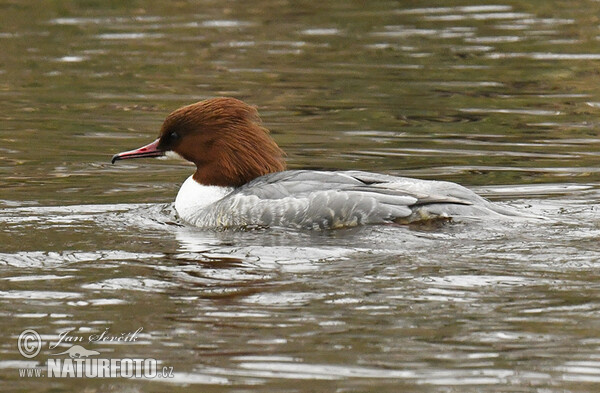 Morčák velký (Mergus merganser)