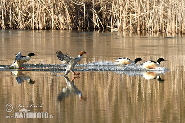 Morčák velký (Mergus merganser)