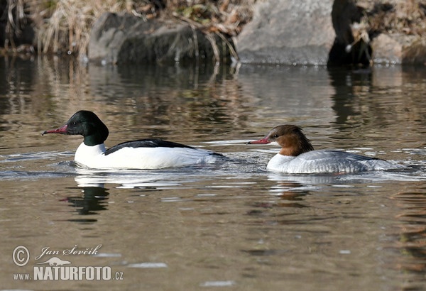 Morčák velký (Mergus merganser)