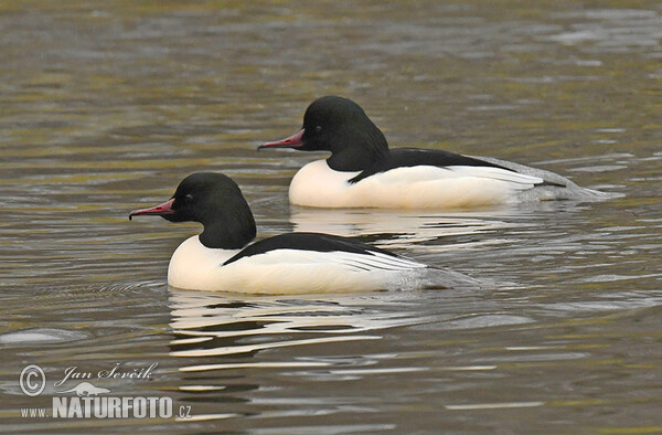 Morčák velký (Mergus merganser)