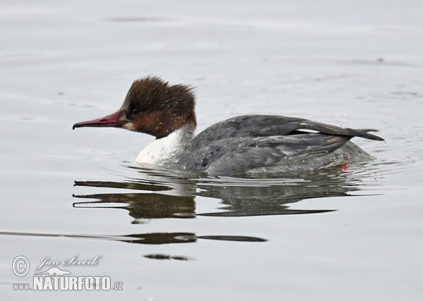 Morčák velký (Mergus merganser)