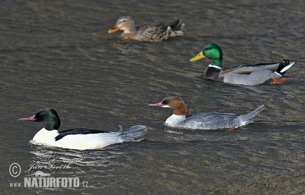 Morčák velký (Mergus merganser)