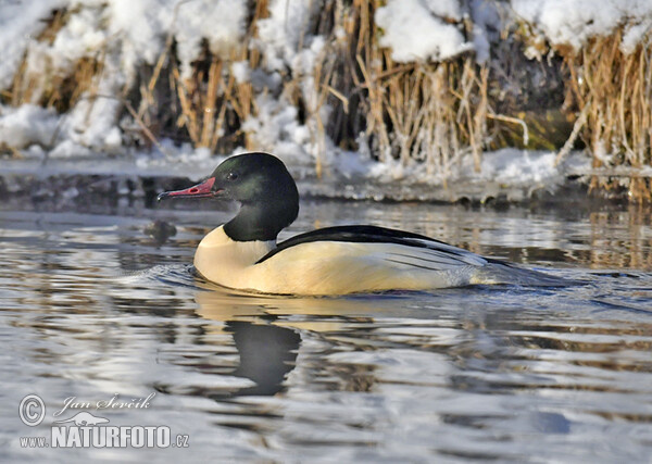 Morčák velký (Mergus merganser)