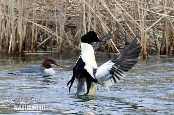 Morčák velký (Mergus merganser)