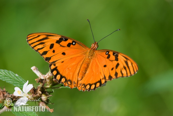 Motýl (Agraulis vanillae)