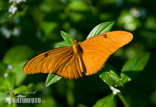 Motýl (Dryas iulia)