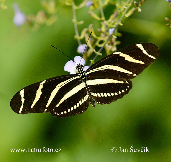 Motýl (Heliconius charithonia)