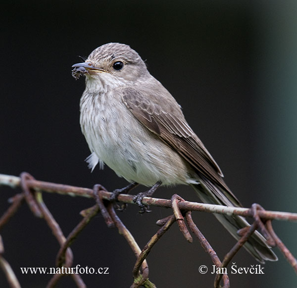 Muchár sivý (Muscicapa striata)