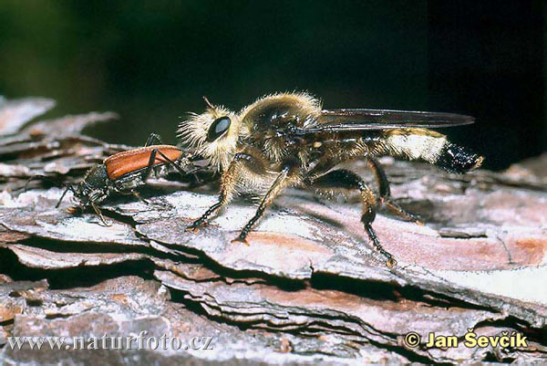 Muchárka žltá (Laphria flava)