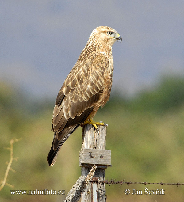 Myšiak hrdzavý (Buteo rufinus)