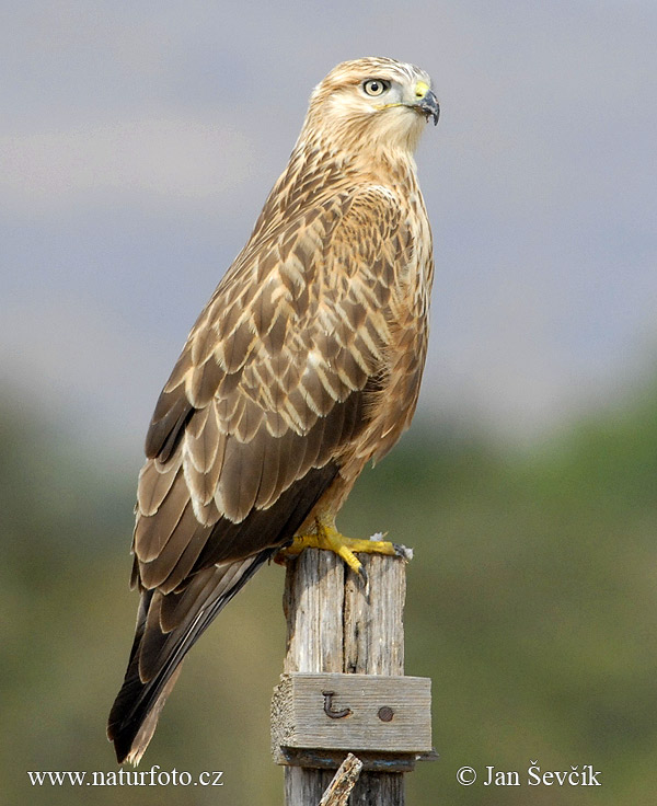 Myšiak hrdzavý (Buteo rufinus)