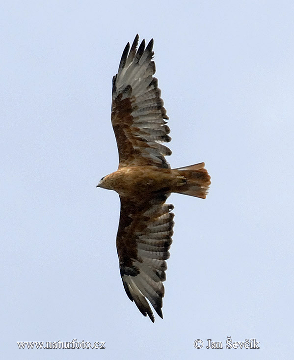 Myšiak hrdzavý (Buteo rufinus)