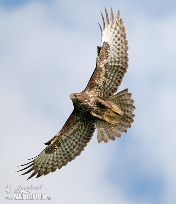 Myšiak lesný (Buteo buteo)