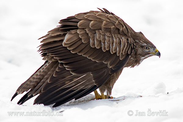 Myšiak lesný (Buteo buteo)