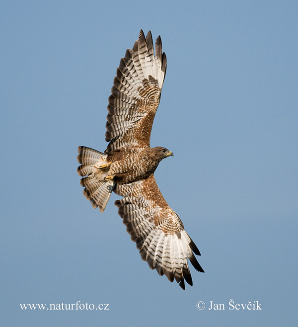 Myšiak lesný (Buteo buteo)