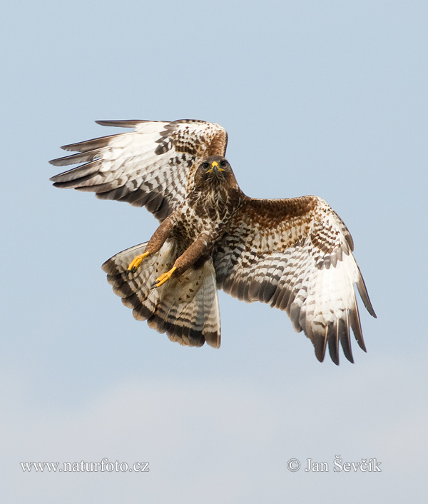 Myšiak lesný (Buteo buteo)