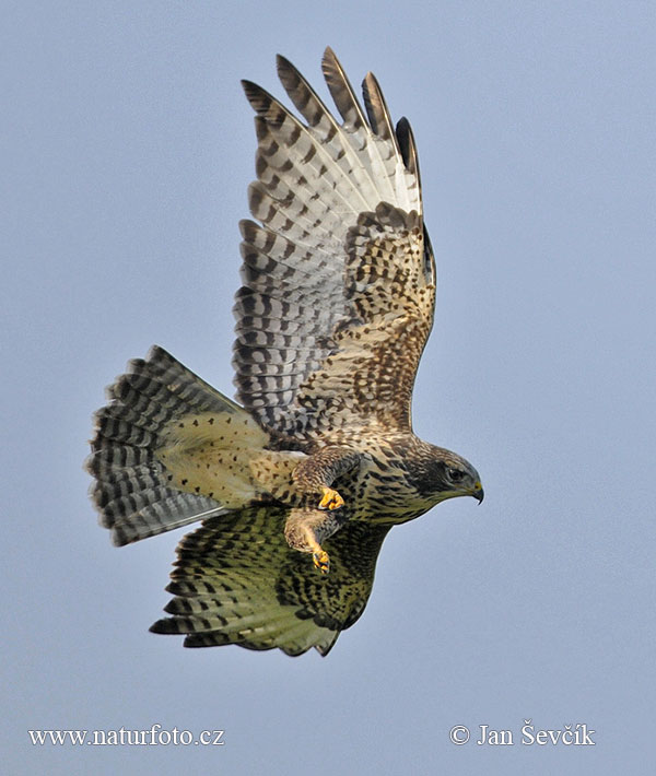 Myšiak lesný (Buteo buteo)