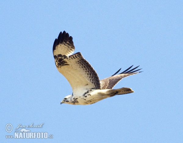 Myšiak lesný (Buteo buteo)