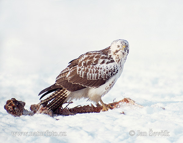 Myšiak lesný (Buteo buteo)