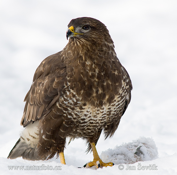 Myšiak lesný (Buteo buteo)