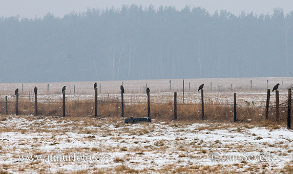 Myšiak lesný (Buteo buteo)