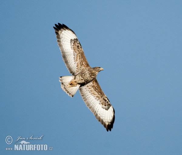 Myšiak lesný (Buteo buteo)