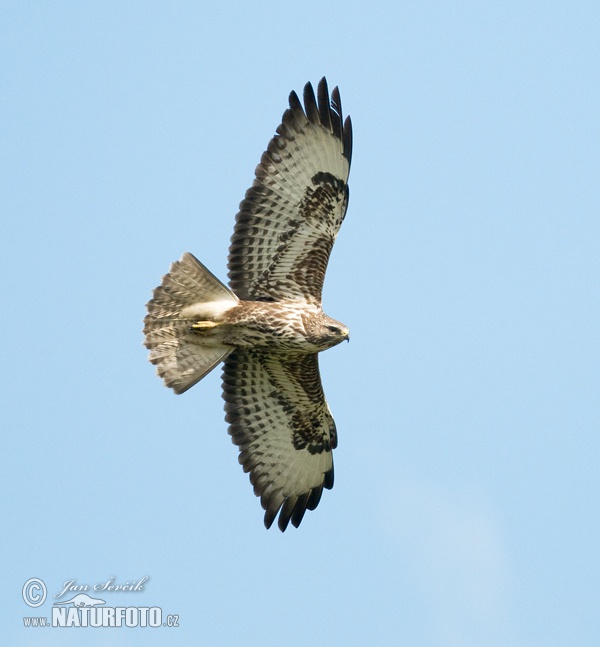 Myšiak lesný (Buteo buteo)