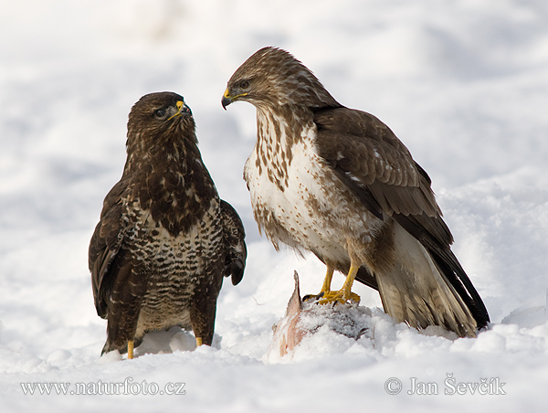 Myšiak lesný (Buteo buteo)