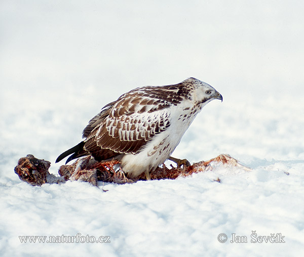 Myšiak lesný (Buteo buteo)