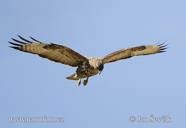 Myšiak lesný (Buteo buteo)