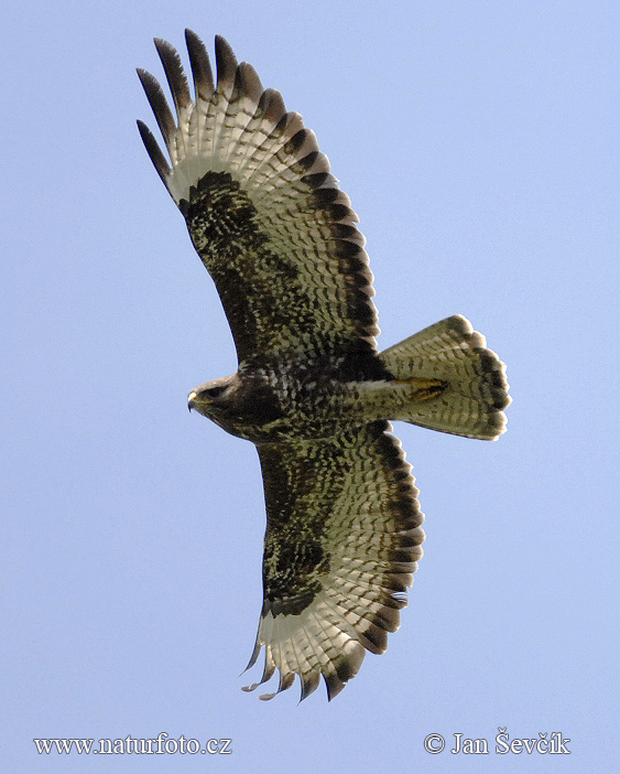 Myšiak lesný (Buteo buteo)