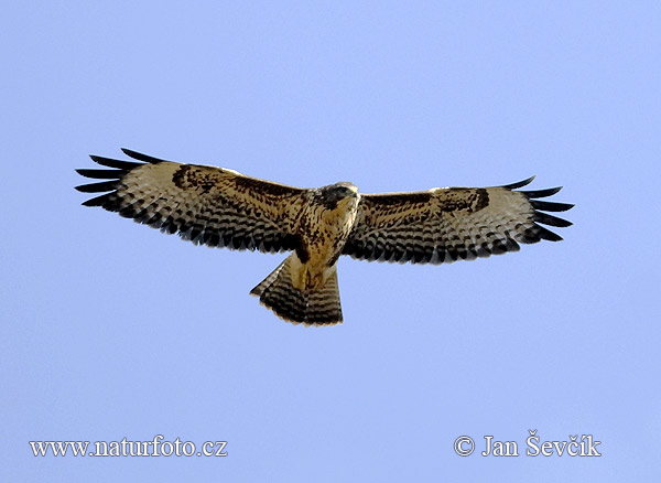 Myšiak lesný (Buteo buteo)