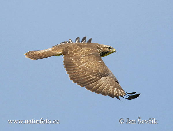 Myšiak lesný (Buteo buteo)