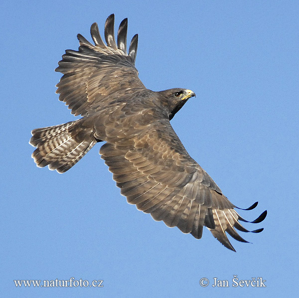 Myšiak lesný (Buteo buteo)