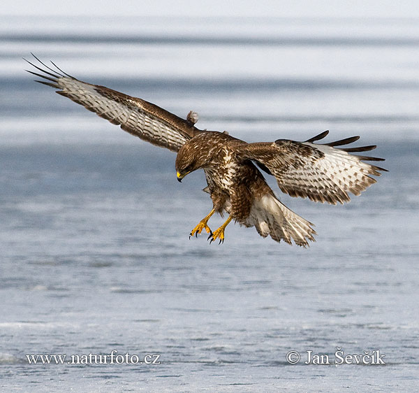 Myšiak lesný (Buteo buteo)