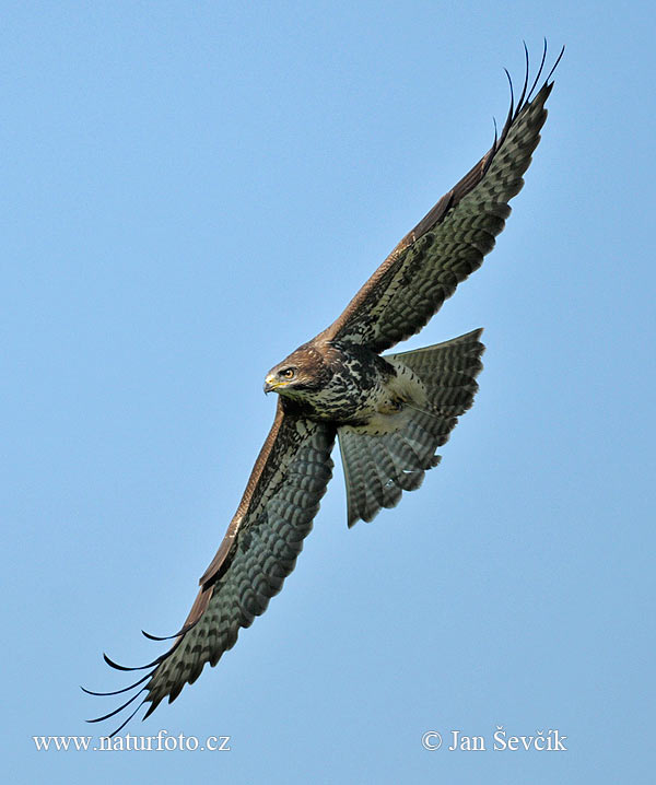 Myšiak lesný (Buteo buteo)