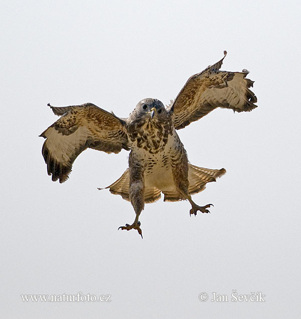 Myšiak lesný (Buteo buteo)