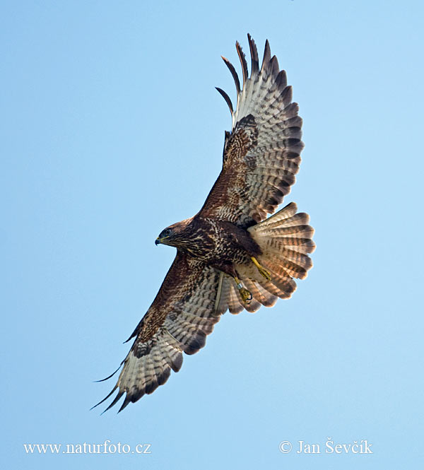 Myšiak lesný (Buteo buteo)