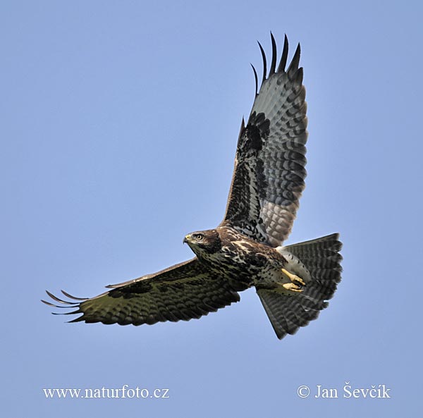 Myšiak lesný (Buteo buteo)