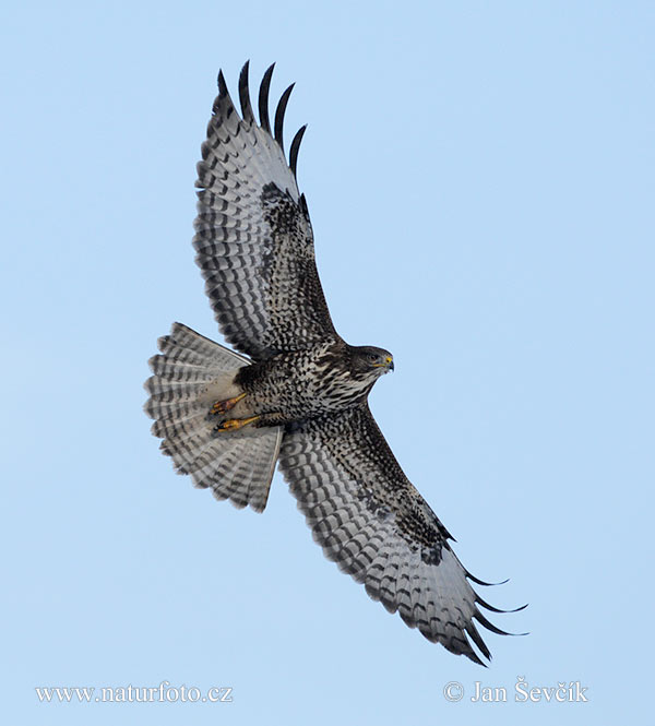 Myšiak lesný (Buteo buteo)