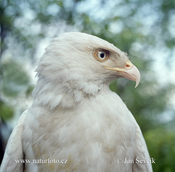 Myšiak lesný leucin (Buteo buteo)