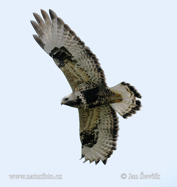 Myšiak severský (Buteo lagopus)