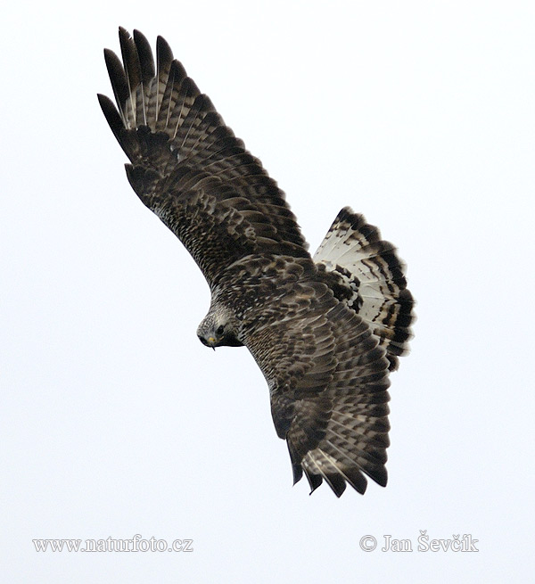 Myšiak severský (Buteo lagopus)