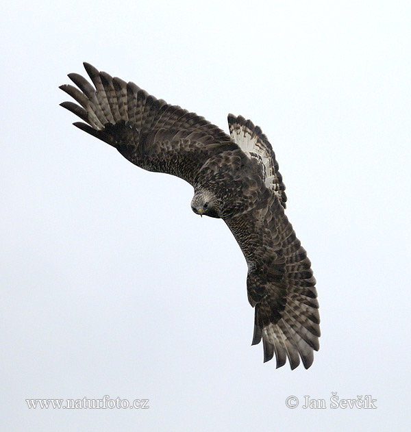 Myšiak severský (Buteo lagopus)