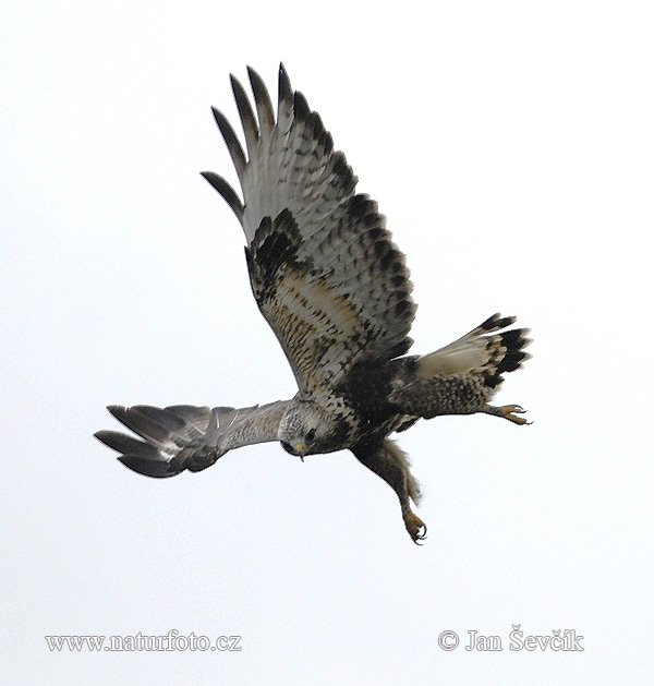 Myšiak severský (Buteo lagopus)