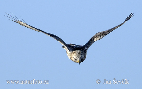 Myšiak severský (Buteo lagopus)