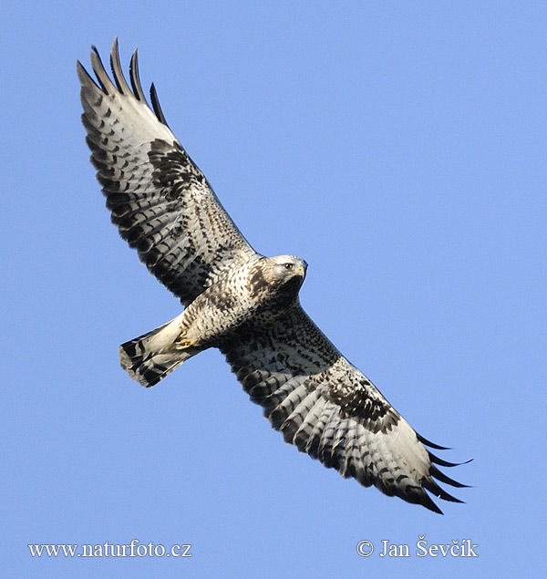 Myšiak severský (Buteo lagopus)