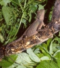 Agama (Acanthosaura sp.)